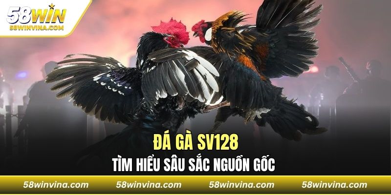 Tìm hiểu sâu sắc nguồn gốc đá gà SV128